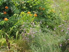 Hemerocallis fulva kwanso