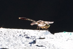 Arigomphus submedianus