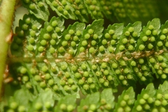 Cyathea colensoi