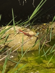 Crocothemis erythraea