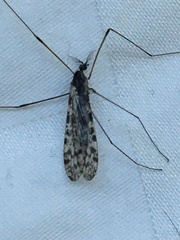 Rhipidia maculata