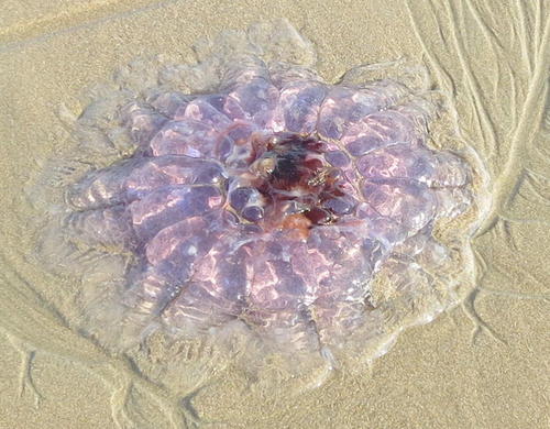 photo of Lion's Mane Jellies (Cyanea)