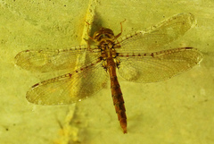 Neurocordulia molesta