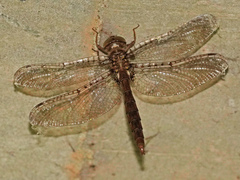 Neurocordulia molesta