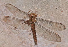 Neurocordulia molesta