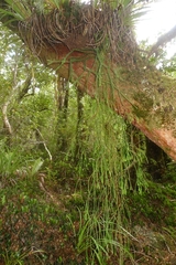 Phlegmariurus