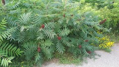 Rhus typhina