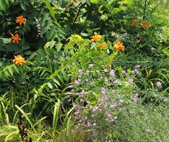 Hemerocallis fulva kwanso