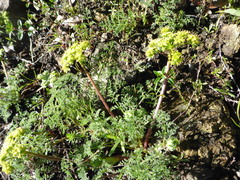 Lomatium dasycarpum