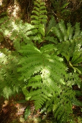 Cyathea colensoi