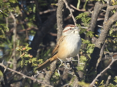 Rhynchospiza strigiceps