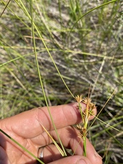 Cladium mariscoides