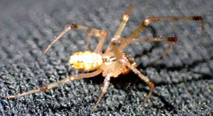 Theridion punctipes