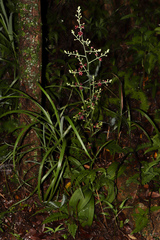 Veratrum schindleri