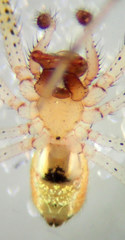 Theridion punctipes