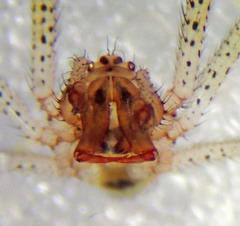 Theridion punctipes