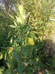 Oenothera perangusta