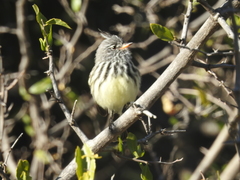 Anairetes flavirostris