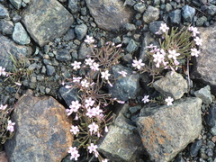 Claytonia exigua
