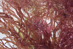 Heteroclinus roseus