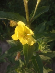 Oenothera perangusta
