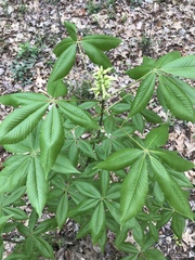 Aesculus sylvatica