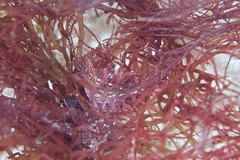 Heteroclinus roseus