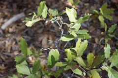 Quercus emoryi