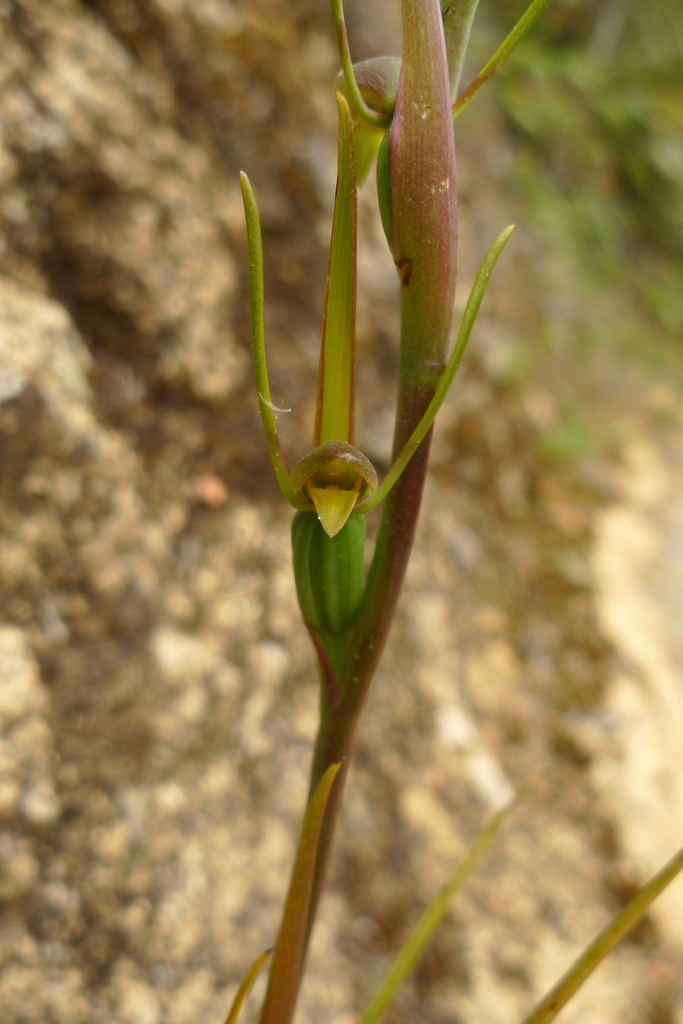 Birds mouth orchid