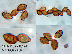 Cortinarius cedretorum