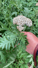 Tanacetum macrophyllum