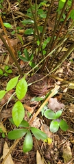 Zamia erosa