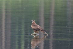Milvus migrans