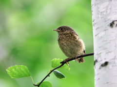 Phoenicurus phoenicurus