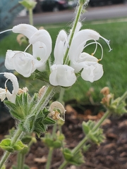 Salvia