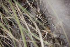Crotalus lepidus klauberi