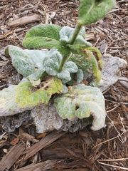 Salvia