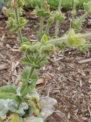 Salvia