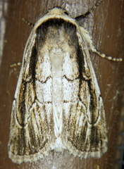 Sympistis badistriga