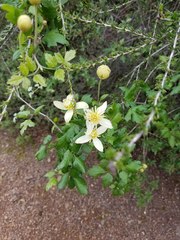 Clematis lasiantha