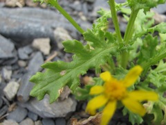 Senecio leucanthemifolius caucasicus