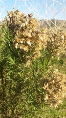 Ericameria ericoides