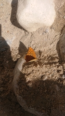 Argynnis paphia
