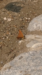 Argynnis paphia