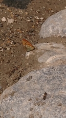 Argynnis paphia