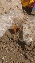 Argynnis paphia