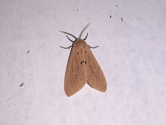 Spilarctia obliqua