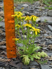 Senecio leucanthemifolius caucasicus