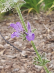 Salvia