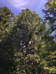 Pinus cembra